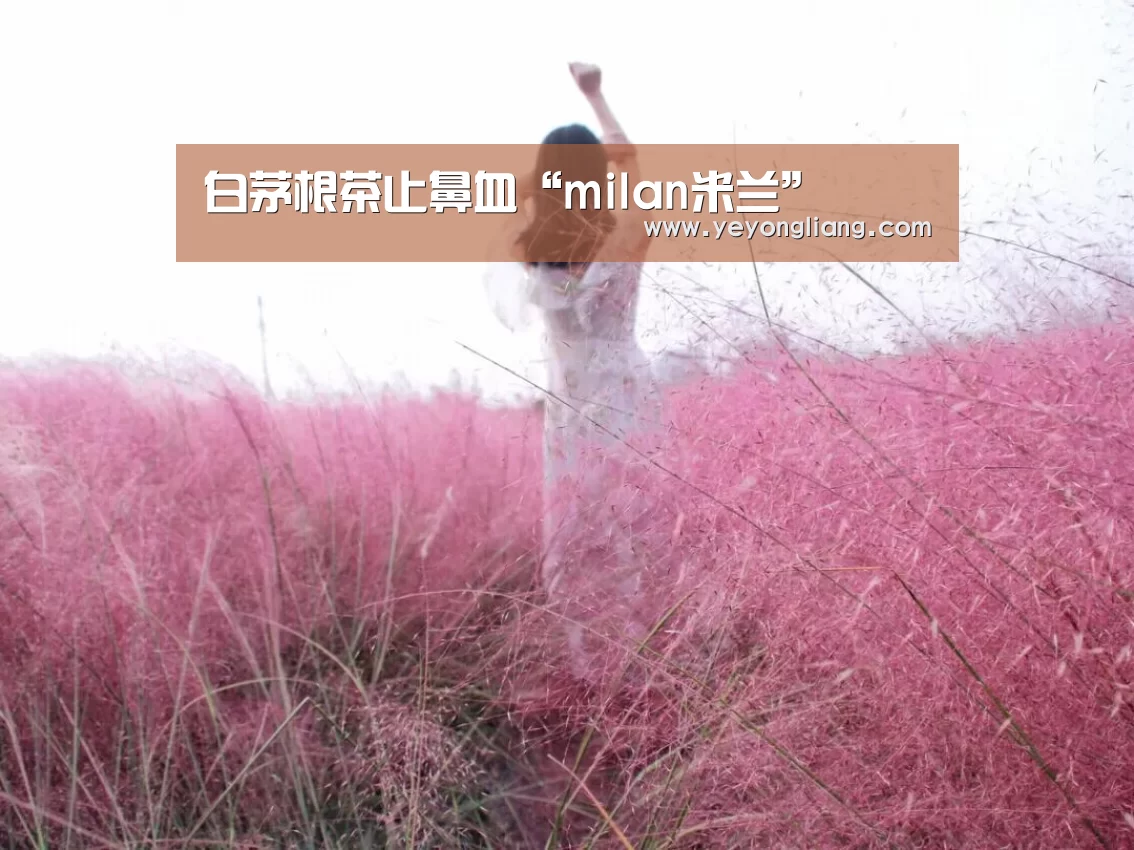 白茅根茶止鼻血“milan米兰”(图1) milan米兰
